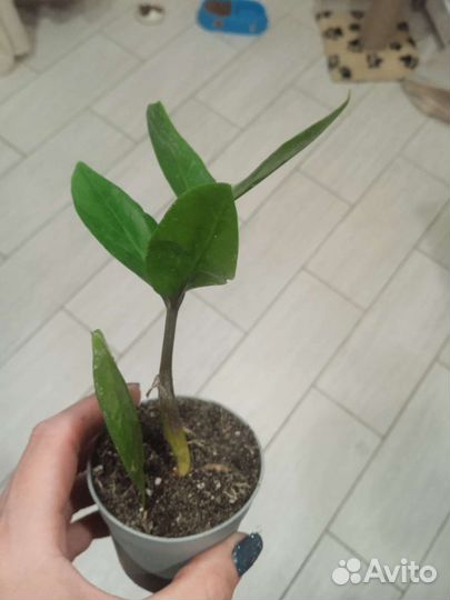 Замиокулькас