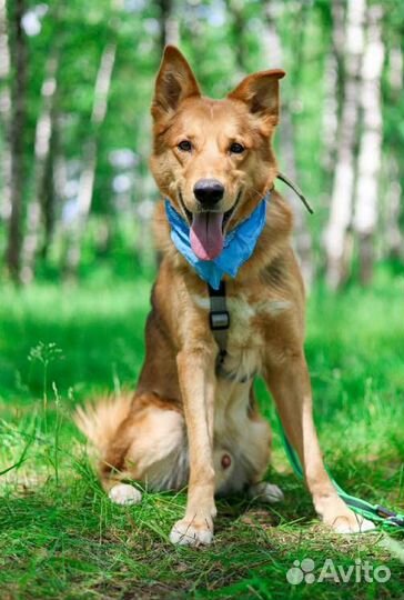Хозяева переехали и сдали собаку в приют