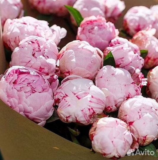 Пионы Букет пионов