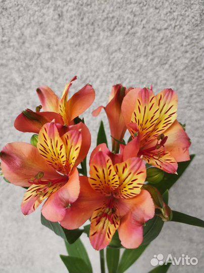 Альстромерия корни