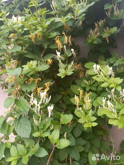 Жимолость каприфоль