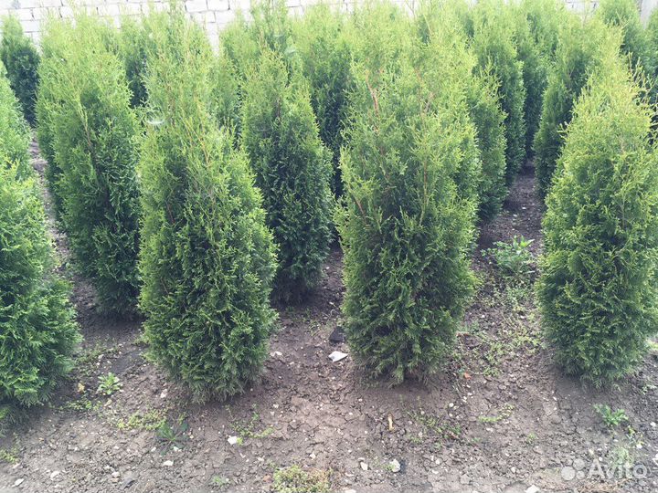 Туя Западная 210 см оптом из питомника Гарантия