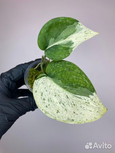 Сциндапсус Exotica Albo