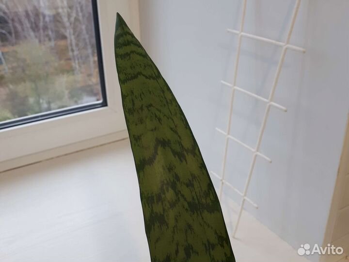 Сансевиерия сортовая trifasciata