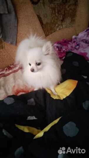 Померанский шпиц мини белый