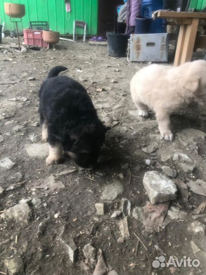 Мама Алабай, а папа неизвестно