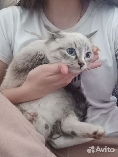 Котик подросток