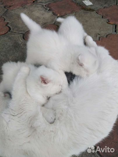 Отдам котят в добрые руки