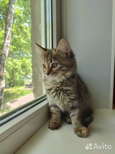 Домашние животные кошки