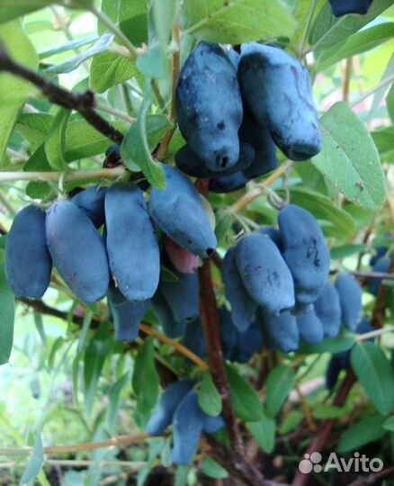 Жимолость ягодная плодовая-первые ягоды в саду