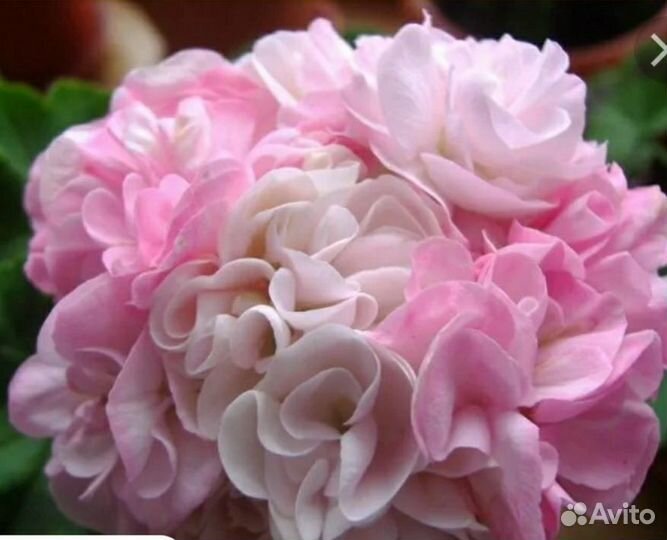 Пеларгония Мормор и другие домашние цветы