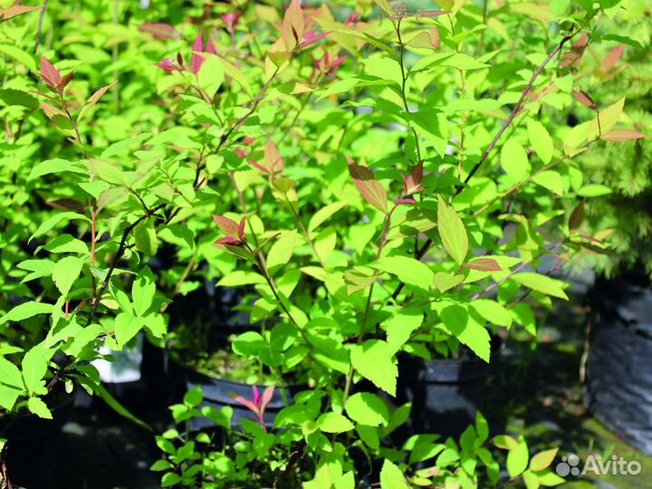 Спирея японская 