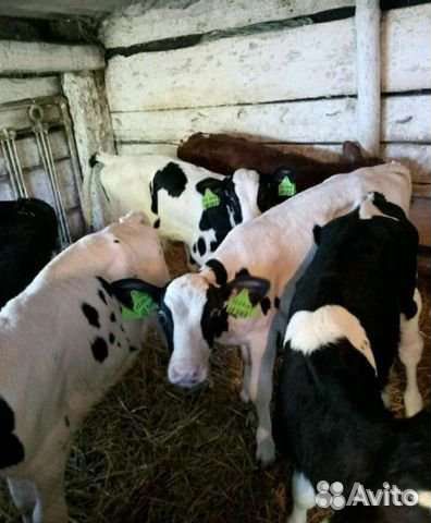 Телята для откорма