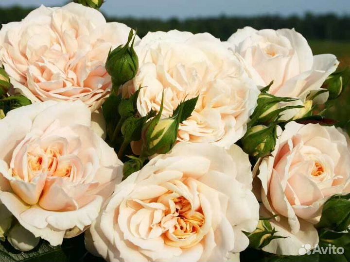 Роза флорибунда Лионс роуз