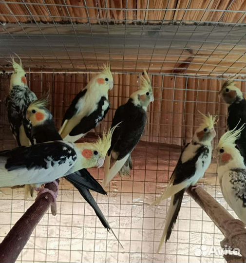 Попугаи оптом