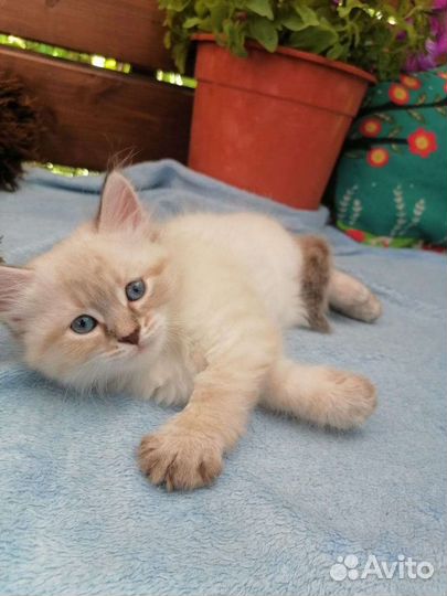 Невские малыши ждут вас