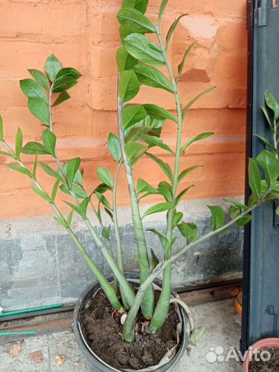 Замиокулькас или долларовое дерево