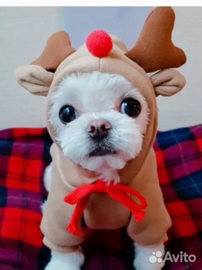 Толстовка для собак