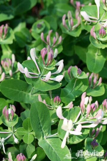 Жимолость каприфоль