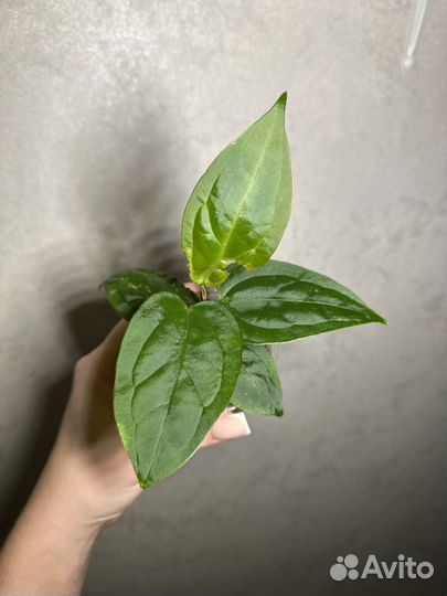 Антуриумы (гибриды)