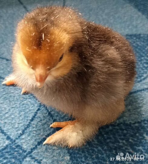 Цыплята, Миксы, Брама