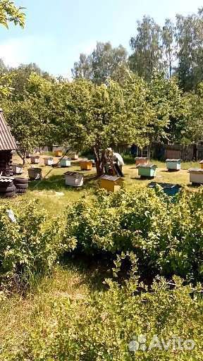 Пчелы улья пасеку