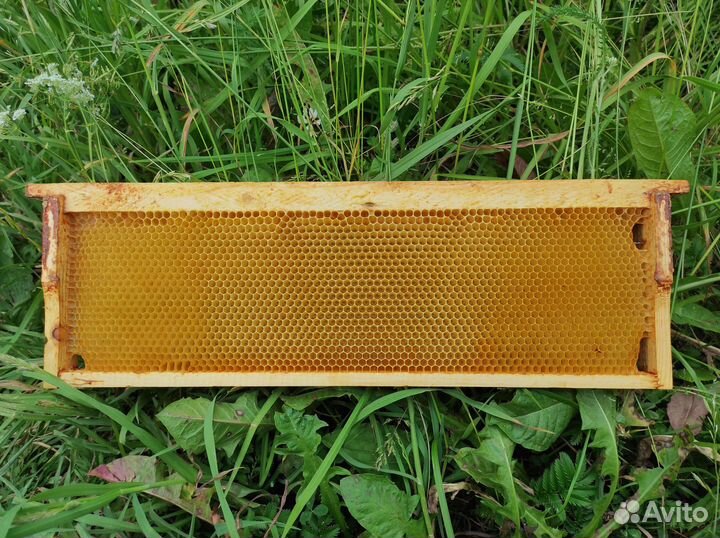 Сушь для пчел