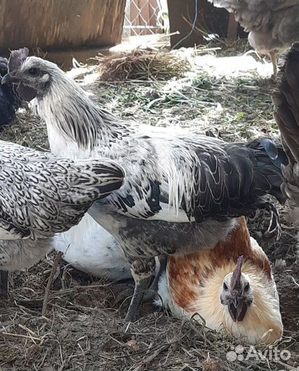 Молодые петухи лакеданзи