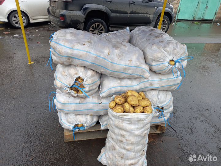 Картошка продажа мешок