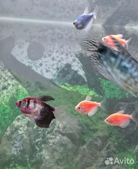 Аквариумные рыбки