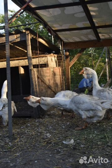 Холмогорские гуси. Гуси линда