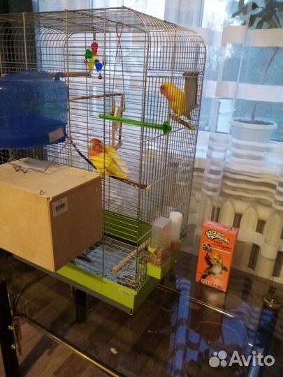 Попугай неразлучники с клеткой