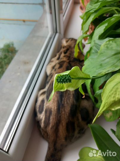 Бенгальская