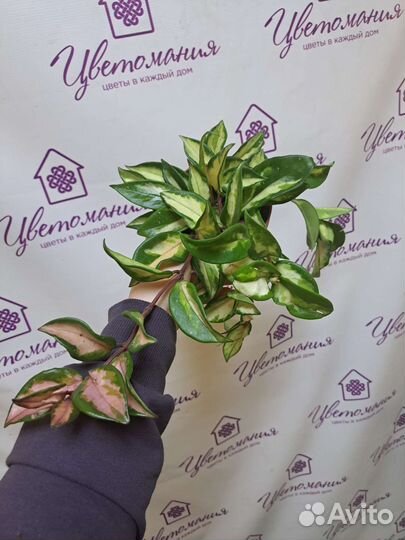 Филодендрон, Хойя, Фикус, сингониум и др