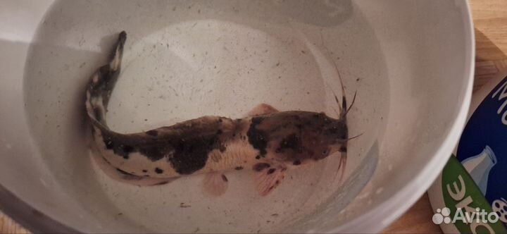 Сом клариус