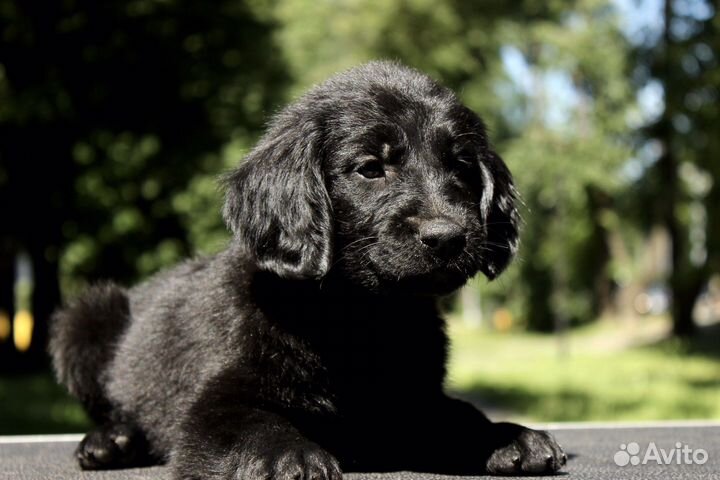 Черные флэты(прямошерстный ретривер)