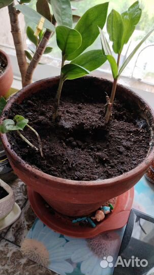 Алое. Коланхое. Замиакулькас