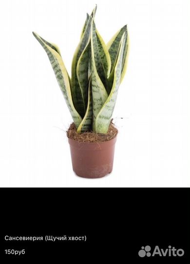 Сансевиерия щучий хвост