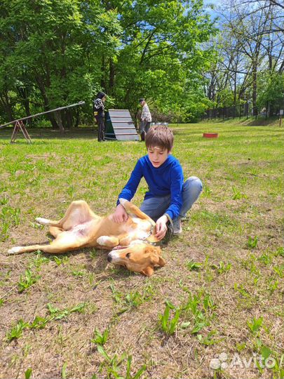 Выгул собак