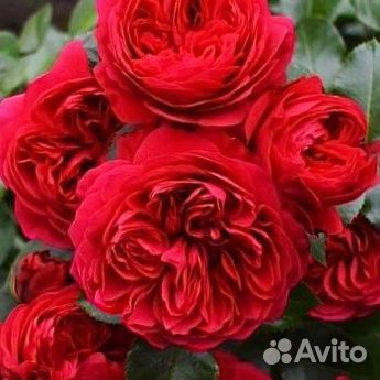 Розы зкс, разные, есть штамбовые. См.текст