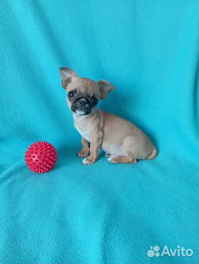Чихуахуа мальчик мини