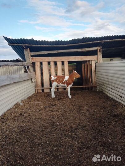 Телка айрширская