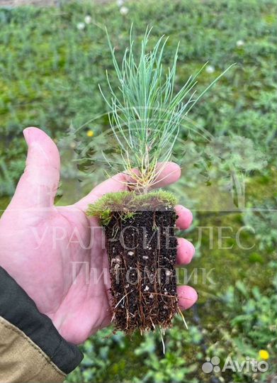 Голубая ель с зкс сеянцы