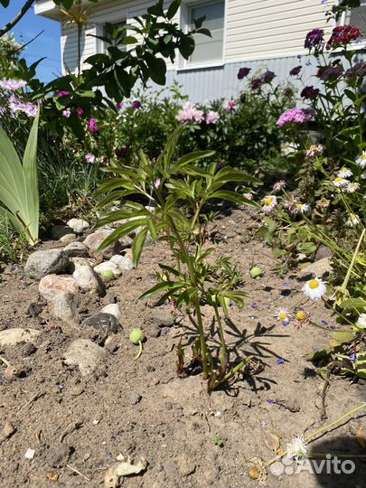 Пион саженцы корал сансет