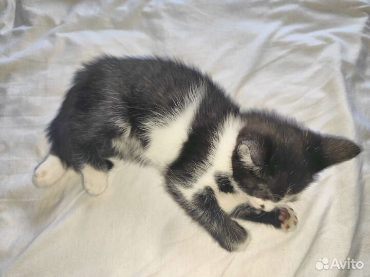 Котята в добрые руки бесплатно