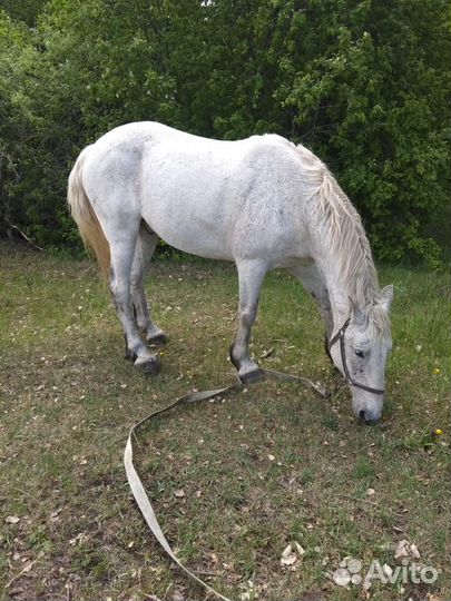 Продам мерина