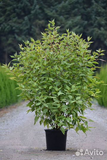 Дёрен Шпетта