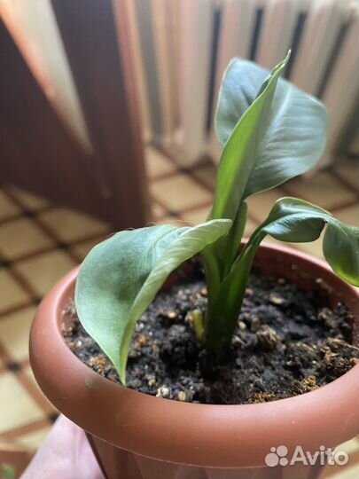 Спатифиллум сенсация детка