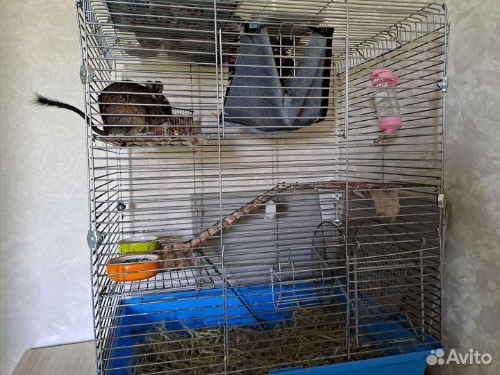 Белка дегу со всем необходимым