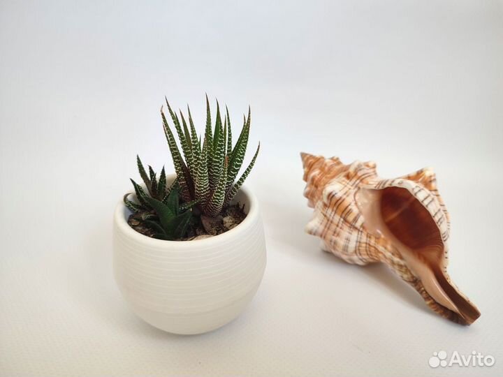 Флорариум суккуленты